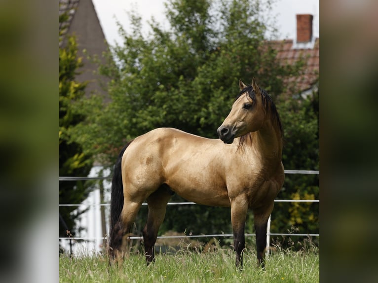 Azteca Hengst 1 Jaar 165 cm Perlino in Rödinghausen