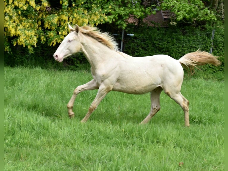 Azteca Hengst 1 Jaar 165 cm Perlino in Rödinghausen