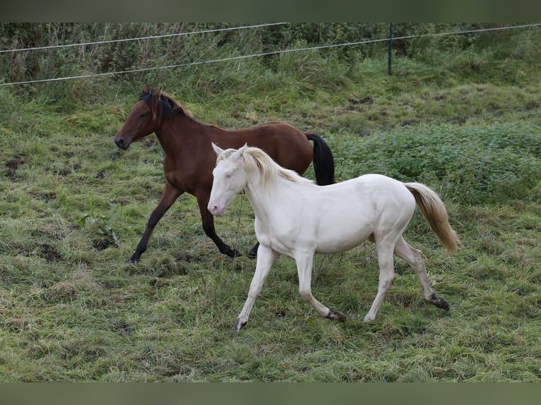 Azteca Hengst 1 Jaar 165 cm Perlino in Rödinghausen