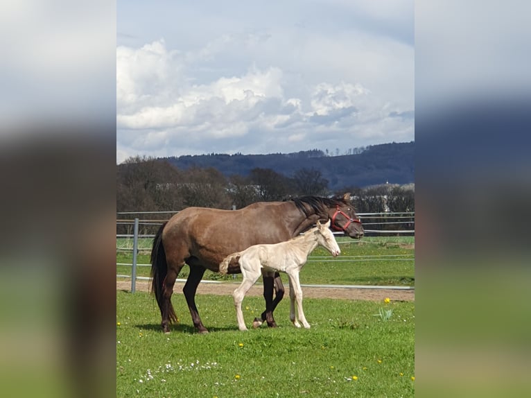 Azteca Hengst 1 Jaar 165 cm Perlino in Rödinghausen