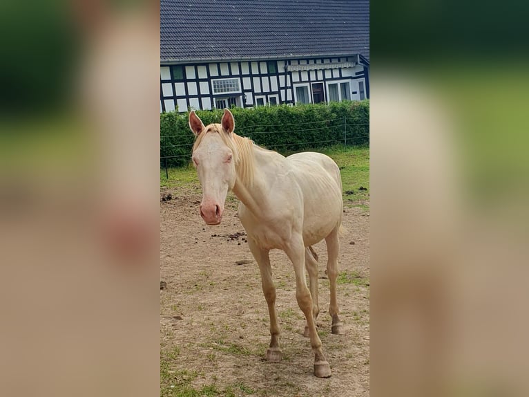 Azteca Hengst 1 Jaar 165 cm Perlino in Rödinghausen