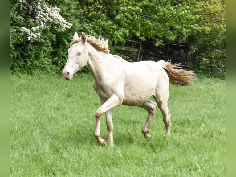 Azteca Hengst 1 Jaar 165 cm Perlino in Rödinghausen