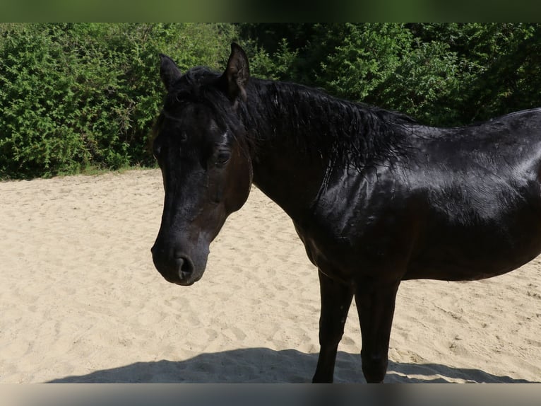 Azteca Hengst 1 Jaar Zwart in Reintal