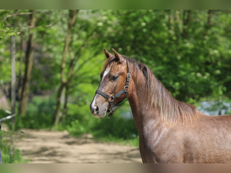 Azteca Hengst 1 Jahr 125 cm Schimmel in Kisbér