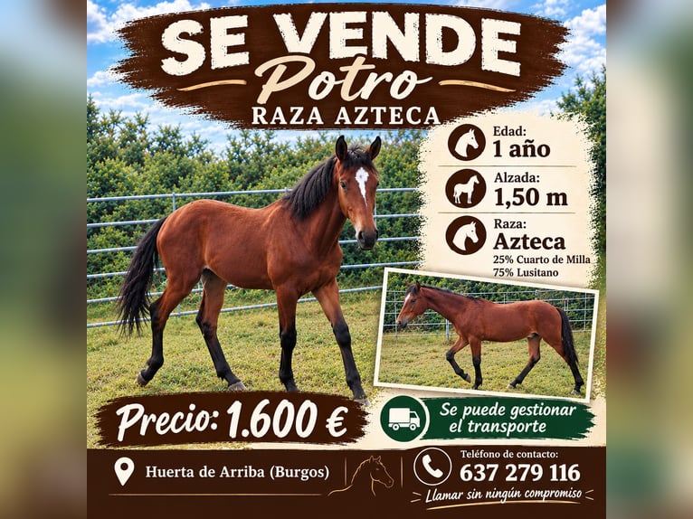 Azteca Hengst 1 Jahr 150 cm Brauner in Huerta De Abajo