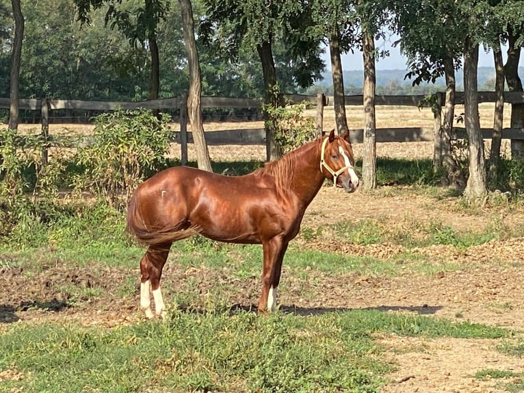 Azteca Mix Hengst 1 Jahr 150 cm Fuchs in Lutzmannsburg