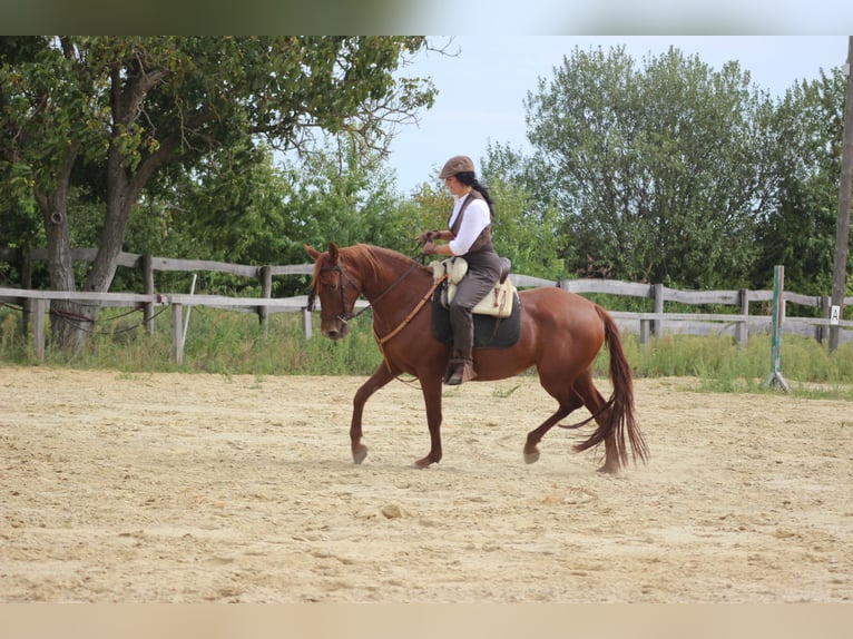 Azteca Mix Hengst 1 Jahr 150 cm Fuchs in Lutzmannsburg