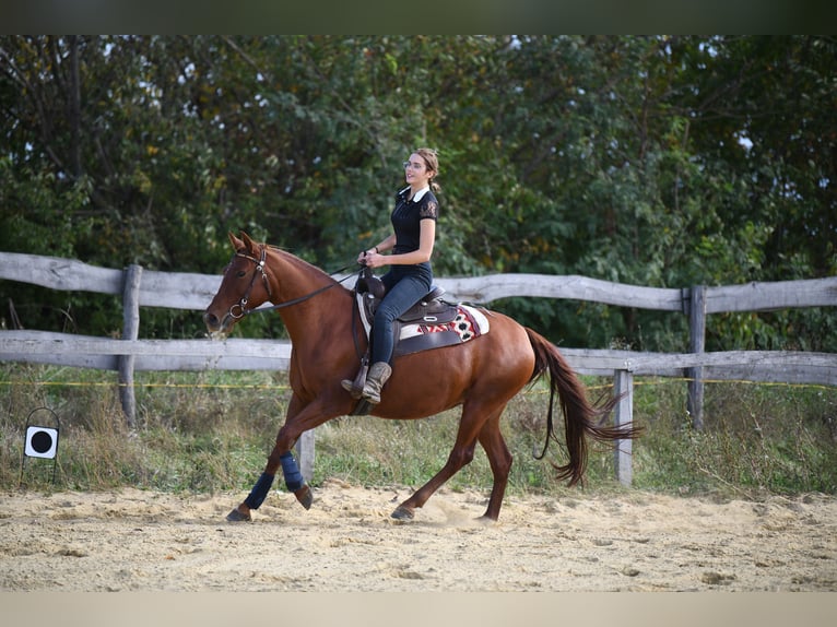 Azteca Mix Hengst 1 Jahr 150 cm Fuchs in Lutzmannsburg