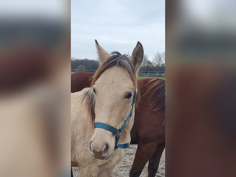Azteca Hengst 1 Jahr 155 cm Champagne in B&#xFC;nde