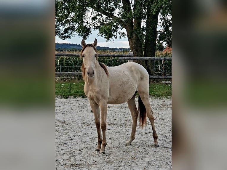 Azteca Hengst 1 Jahr 155 cm Champagne in B&#xFC;nde