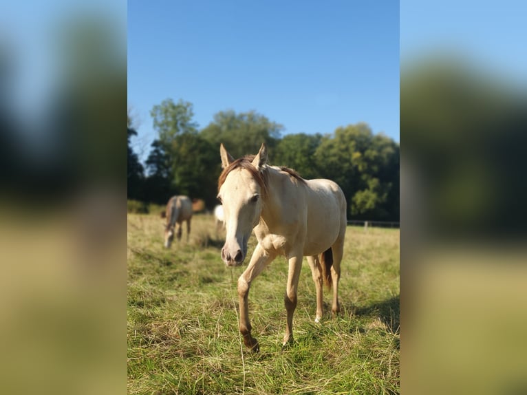 Azteca Hengst 1 Jahr 157 cm Champagne in B&#xFC;nde