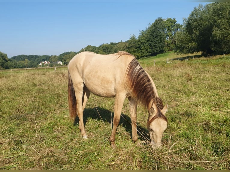 Azteca Hengst 1 Jahr 157 cm Champagne in B&#xFC;nde
