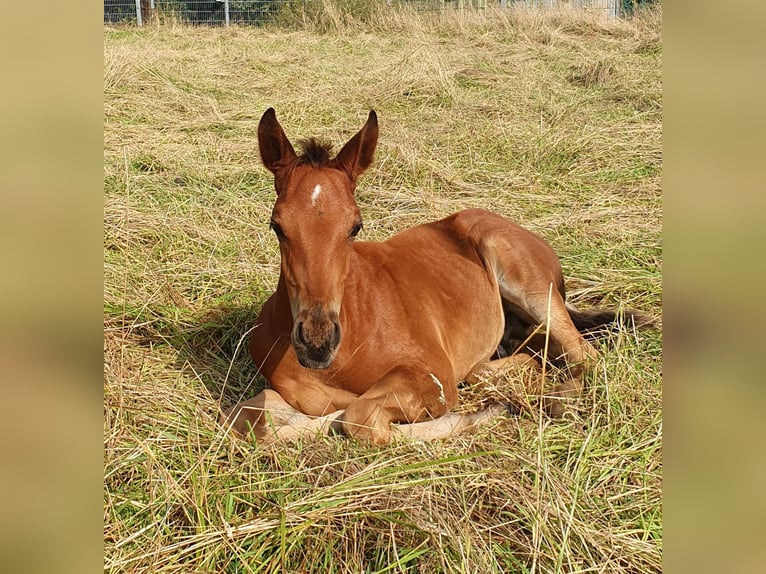 Azteca Hengst 1 Jahr 160 cm Brauner in Rödinghausen