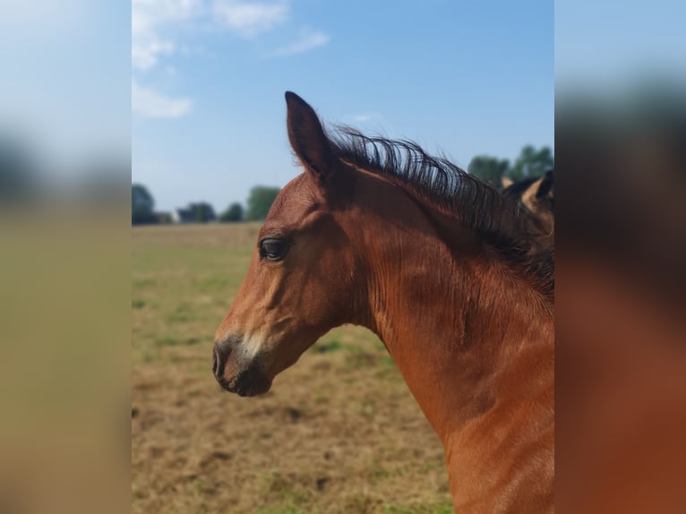 Azteca Hengst 1 Jahr 160 cm Brauner in Rödinghausen