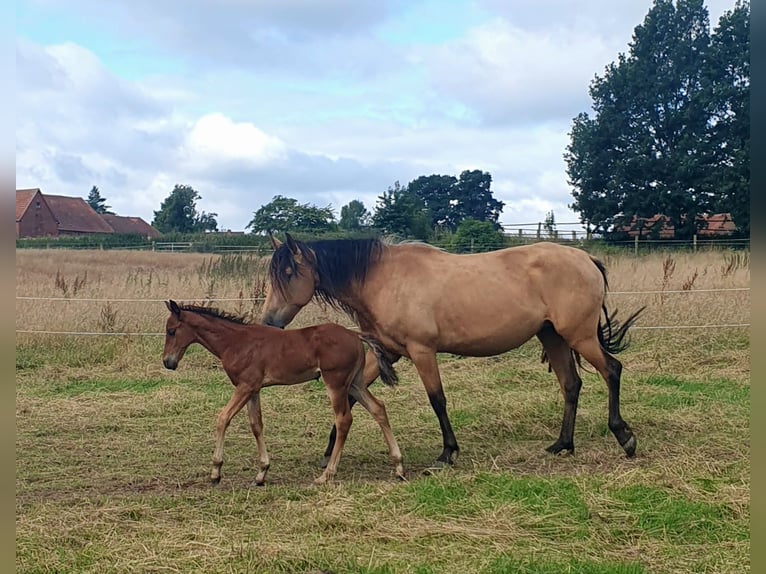 Azteca Hengst 1 Jahr 160 cm Brauner in Rödinghausen