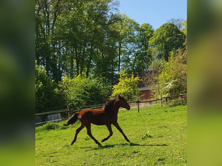 Azteca Hengst 1 Jahr 160 cm Brauner in Rödinghausen
