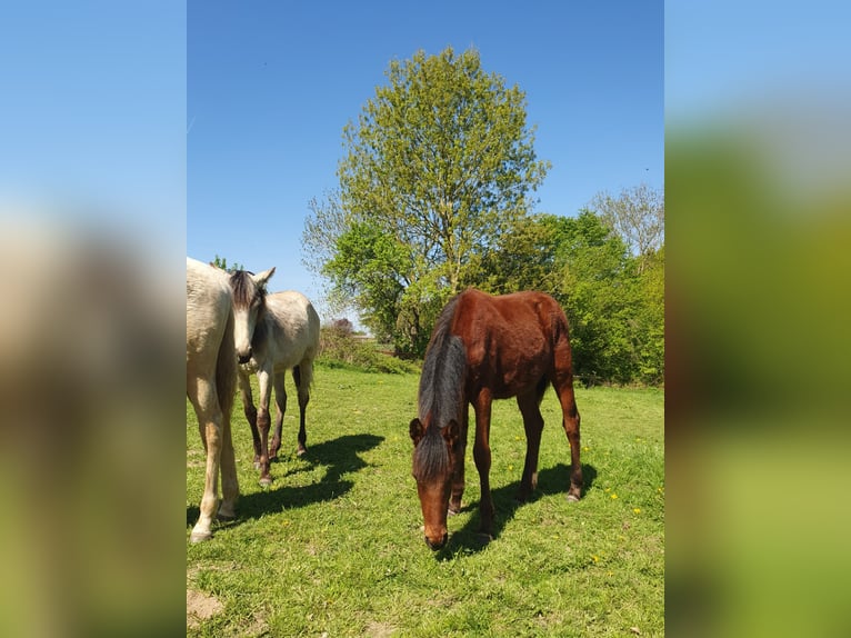 Azteca Hengst 1 Jahr 160 cm Brauner in Rödinghausen