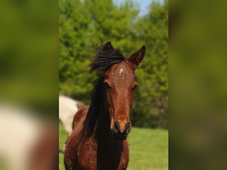 Azteca Hengst 1 Jahr 160 cm Brauner in Rödinghausen