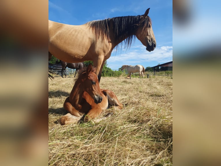 Azteca Hengst 1 Jahr 160 cm Brauner in Rödinghausen