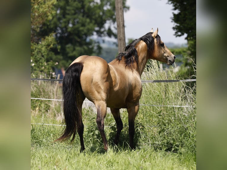 Azteca Hengst 1 Jahr 165 cm Perlino in Rödinghausen