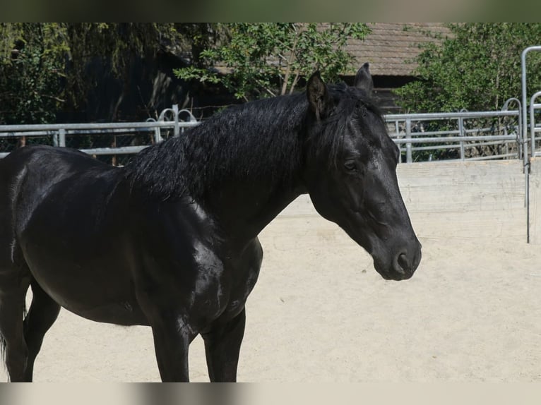 Azteca Hengst 1 Jahr Rappe in Reintal