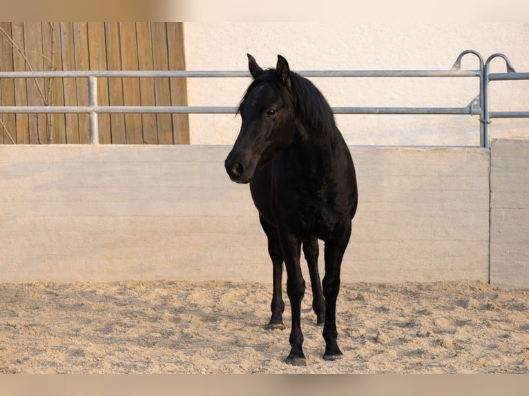 Azteca Hengst 1 Jahr Rappe in Reintal