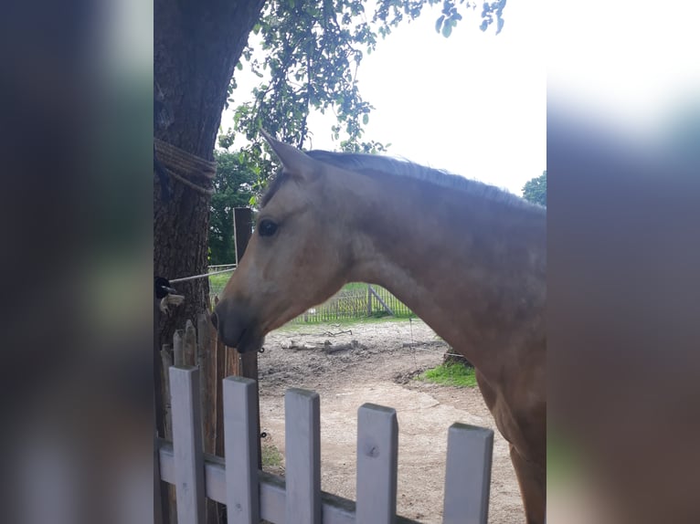 Azteca Hengst 2 Jaar 152 cm Falbe in Herford