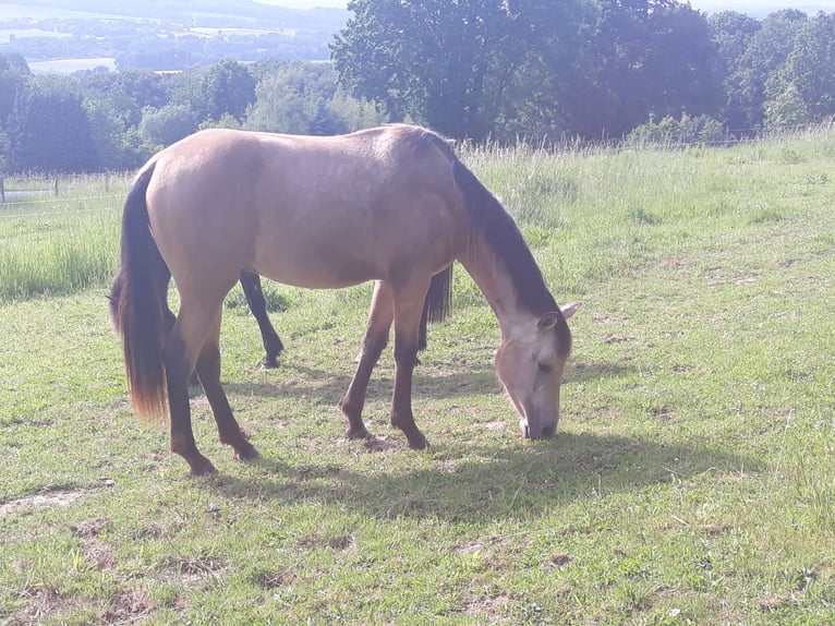 Azteca Hengst 2 Jaar 152 cm Falbe in Herford