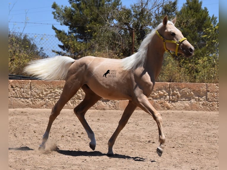 Azteca Hengst 2 Jaar 158 cm Palomino in Mallorca