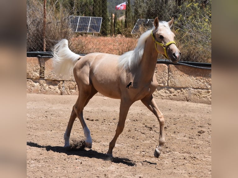 Azteca Hengst 2 Jaar 158 cm Palomino in Mallorca