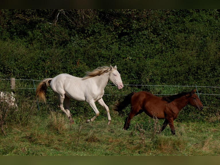 Azteca Hengst 2 Jaar 165 cm Perlino in Rödinghausen