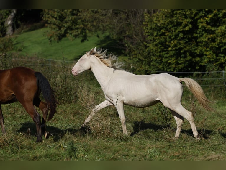 Azteca Hengst 2 Jaar 165 cm Perlino in Rödinghausen