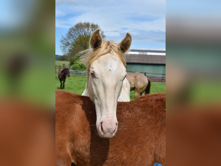 Azteca Hengst 2 Jaar 165 cm Perlino in Rödinghausen