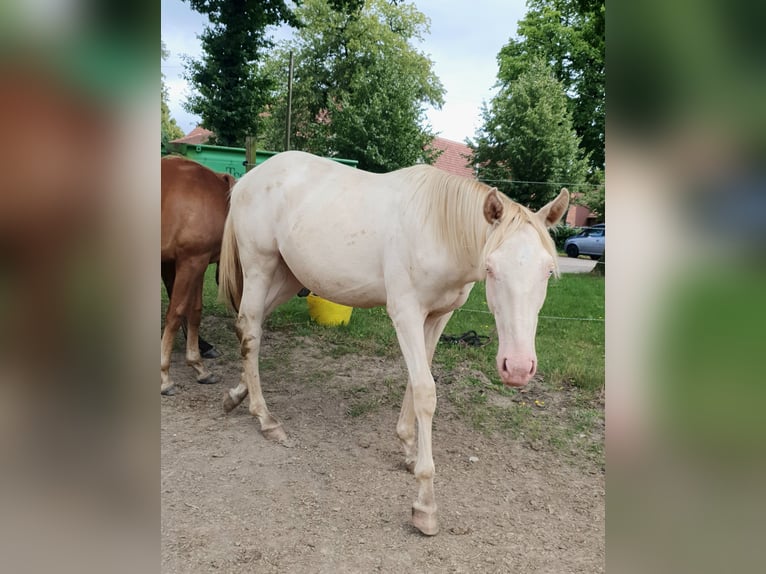 Azteca Hengst 2 Jaar 165 cm Perlino in Rödinghausen