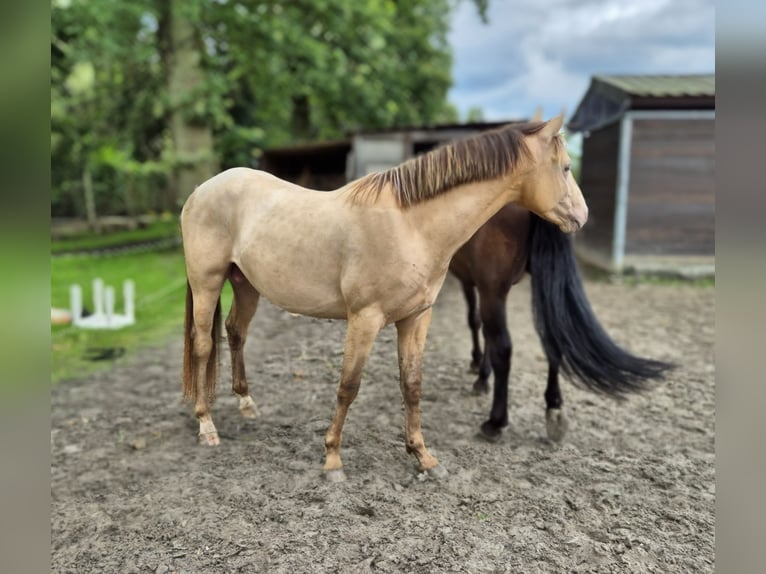 Azteca Hengst 2 Jaar Champagne in Balen