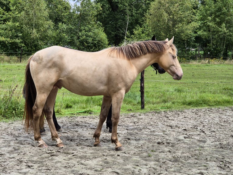 Azteca Hengst 2 Jaar Champagne in Balen