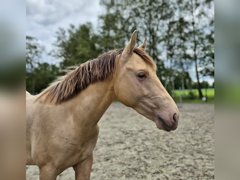 Azteca Hengst 2 Jaar Champagne in Balen