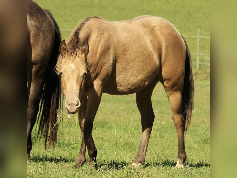 Azteca Hengst 2 Jahre 153 cm Champagne in Waldshut-Tiengen