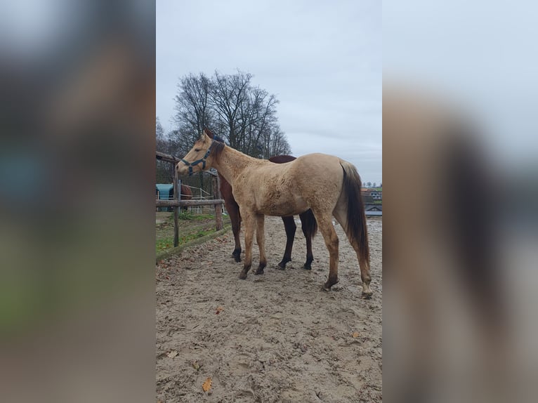 Azteca Hengst 2 Jahre 155 cm Champagne in Bünde