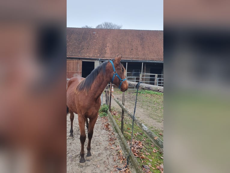 Azteca Hengst 2 Jahre 158 cm Brauner in Rödinghausen