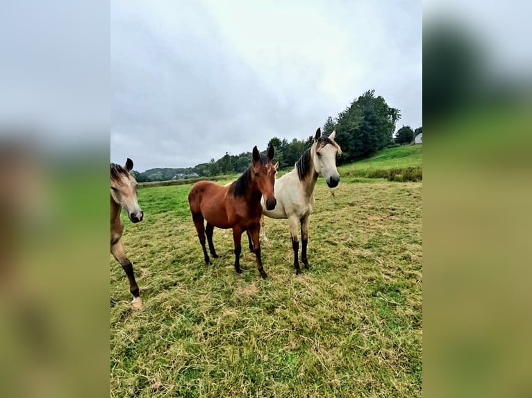 Azteca Hengst 2 Jahre 158 cm Brauner in Rödinghausen