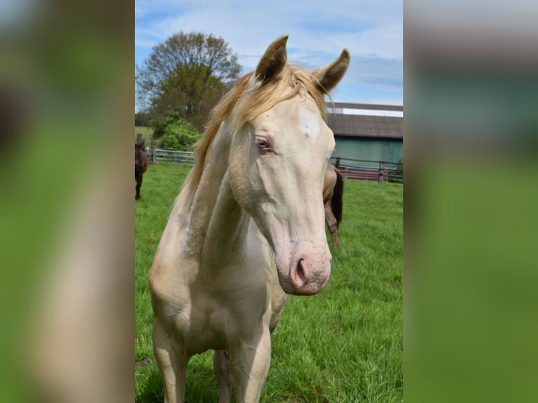 Azteca Hengst 2 Jahre 165 cm Perlino in Rödinghausen