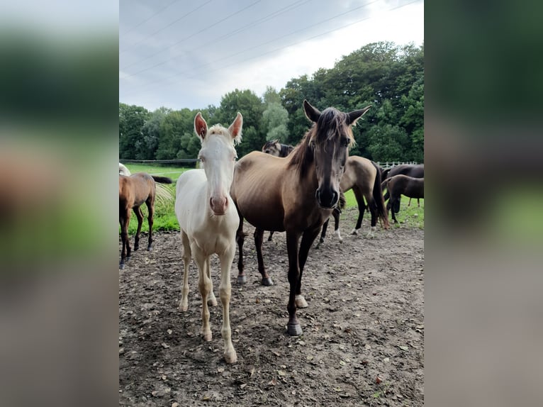 Azteca Hengst 2 Jahre 165 cm Perlino in Rödinghausen