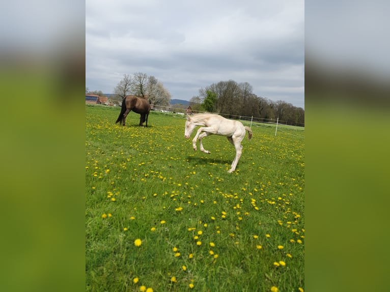 Azteca Hengst 2 Jahre 165 cm Perlino in Rödinghausen