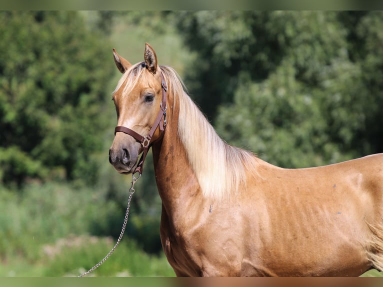 Azteca Hengst 3 Jaar 146 cm Dunalino in Kisbér