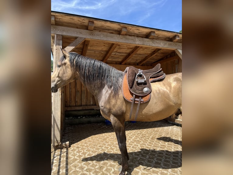 Azteca Hengst 3 Jaar 160 cm Buckskin in Blankenheim