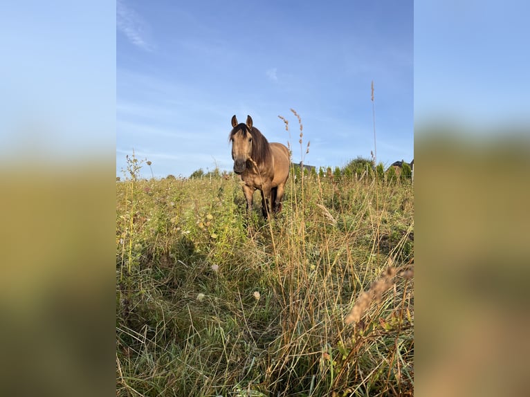 Azteca Hengst 3 Jaar 160 cm Buckskin in Blankenheim