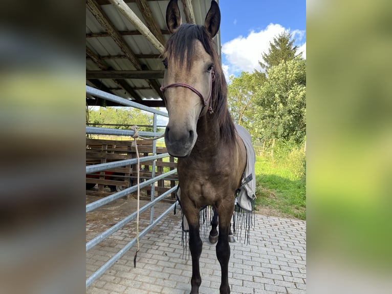 Azteca Hengst 3 Jaar 160 cm Buckskin in Blankenheim