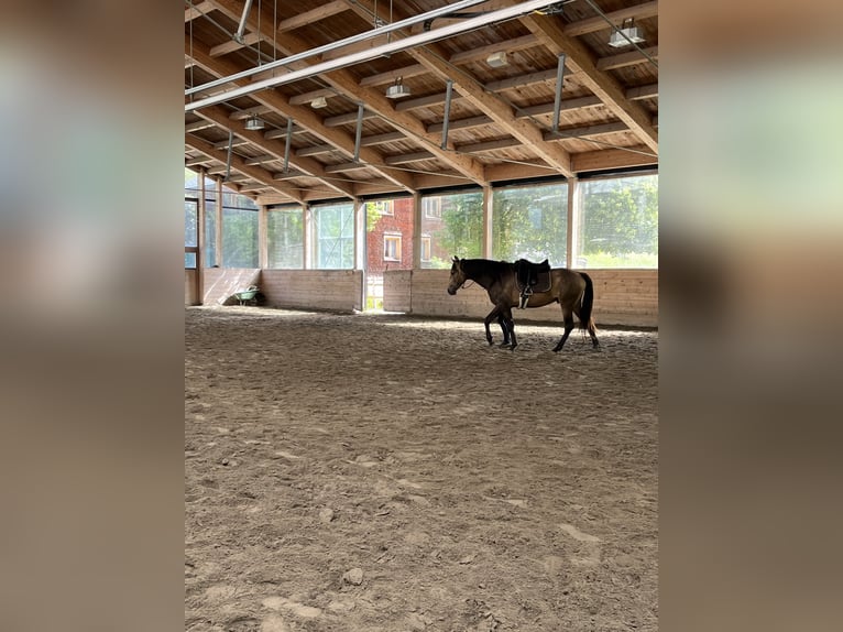 Azteca Hengst 3 Jahre 160 cm Buckskin in Blankenheim