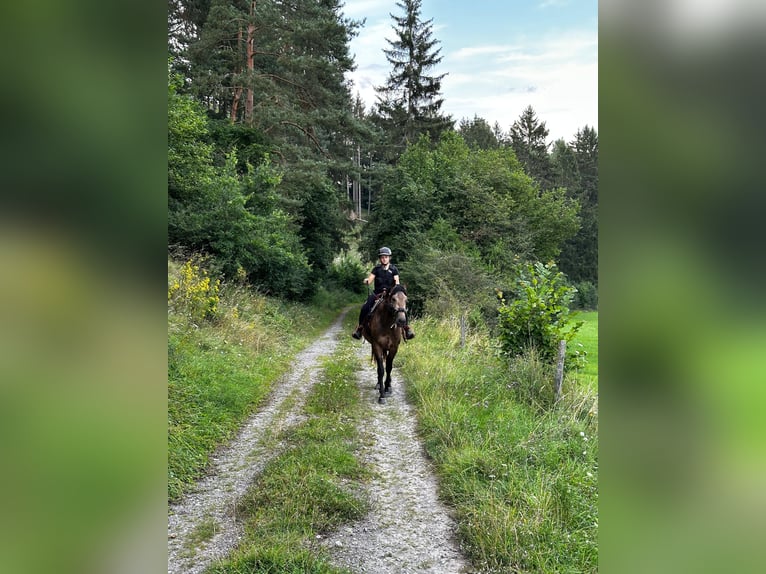 Azteca Hengst 3 Jahre 160 cm Buckskin in Blankenheim